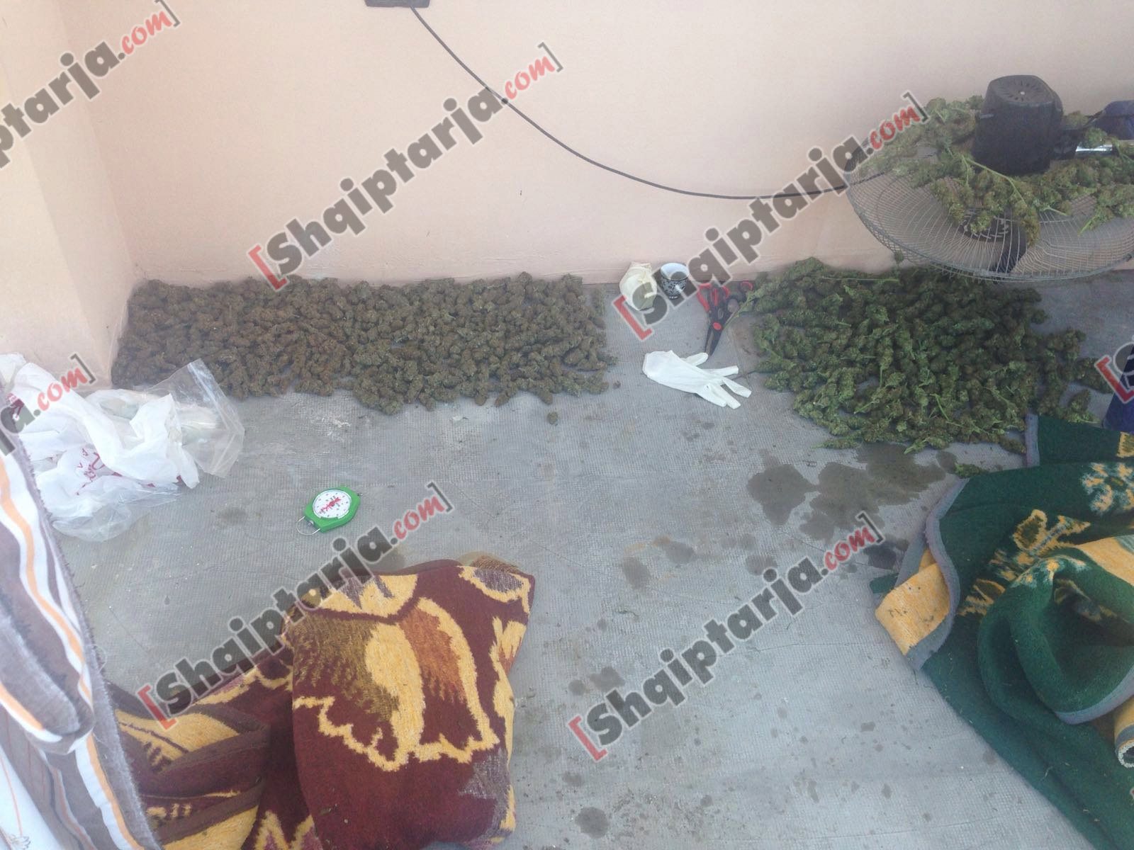 motoori grabitjes dhe hashashi