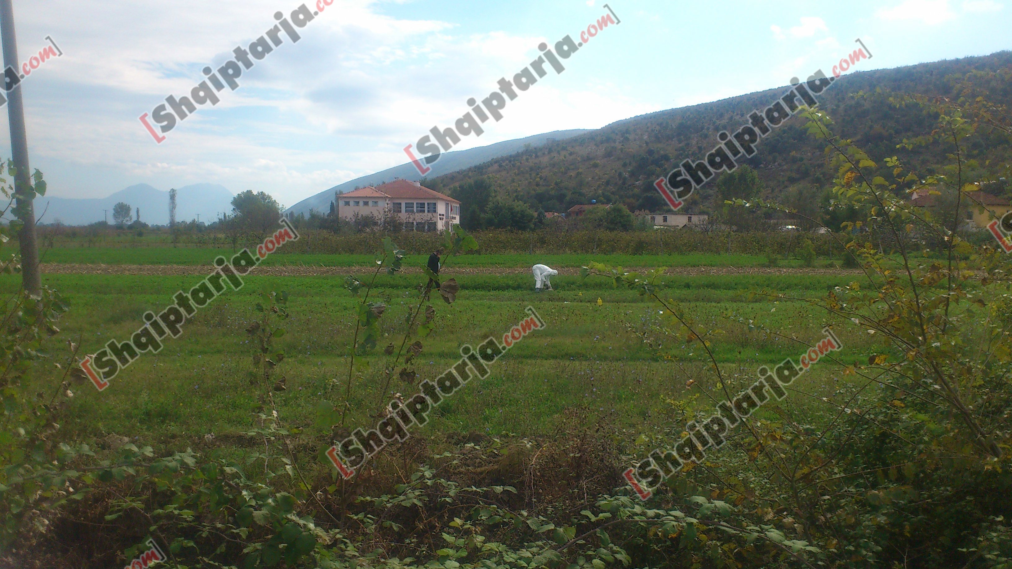 vrasje ne shkoder bushat