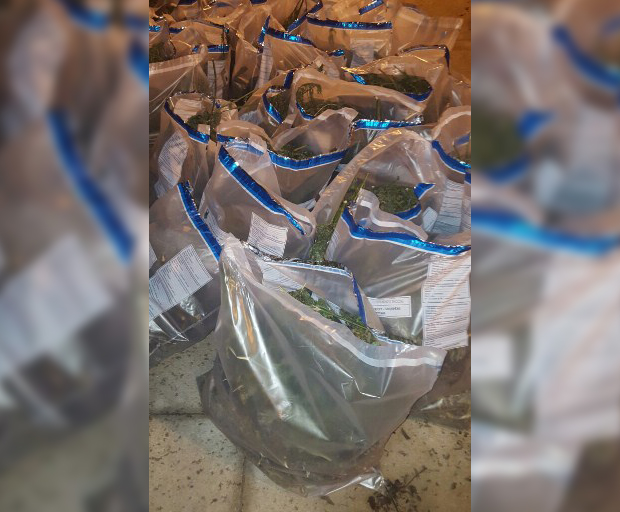 kanabis ne tragjas vlore