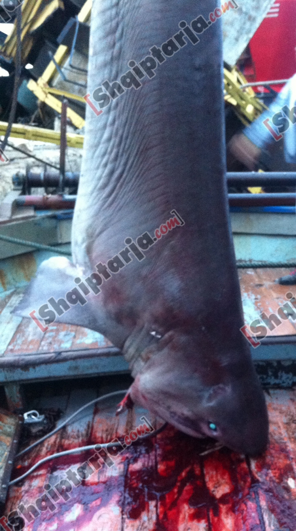 kapet peshkaqeni sarande