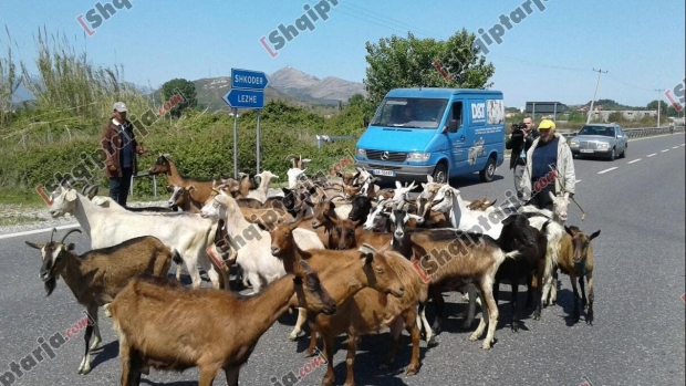 dhite bllokojne rrugen