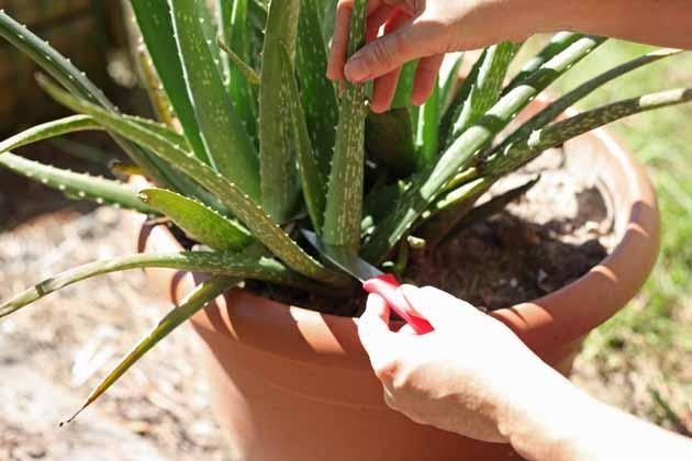 aloe vera