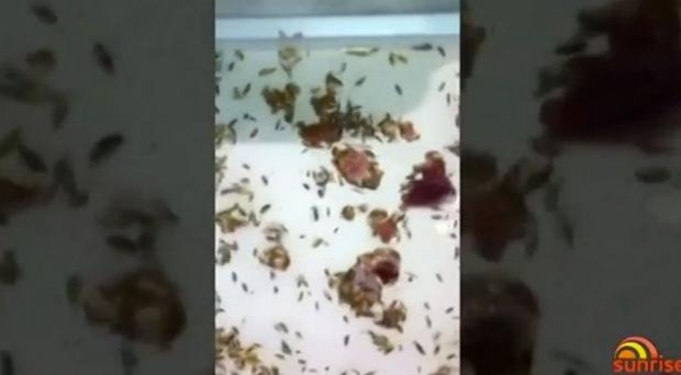 australi krijes cuditshme