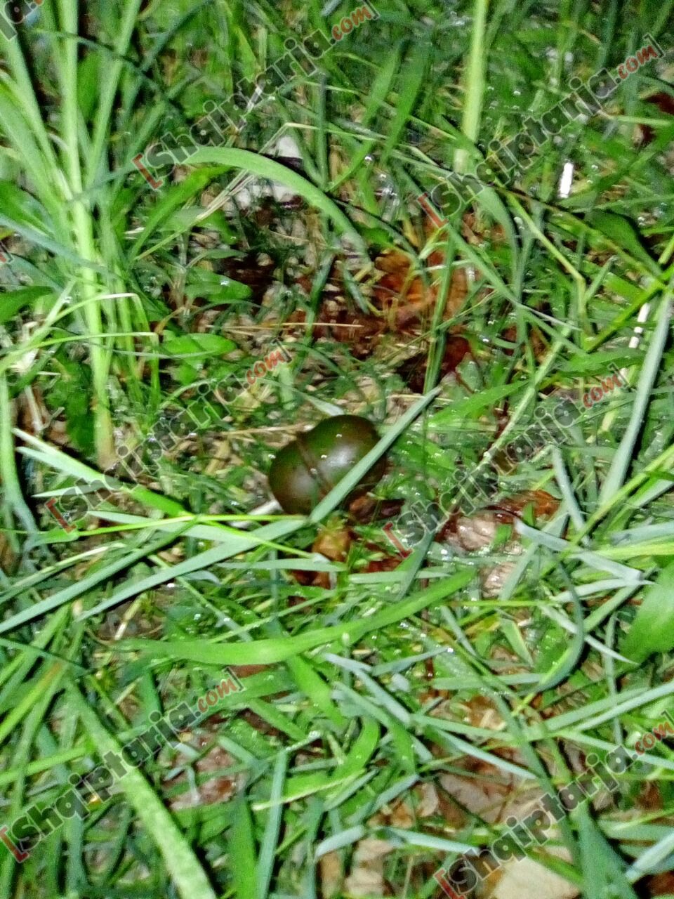 lende plasese bathore