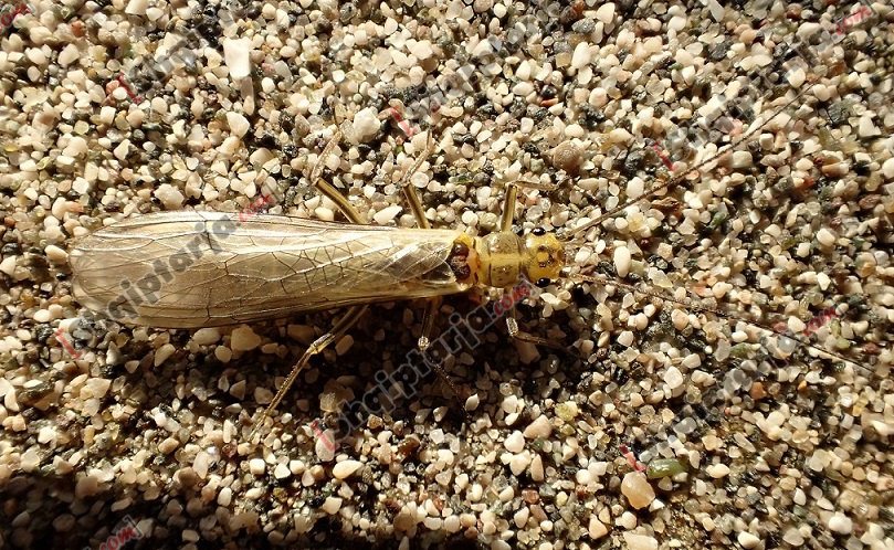 lloj i ri i specieve