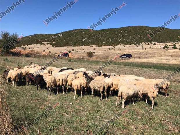 kontrabande bagetish