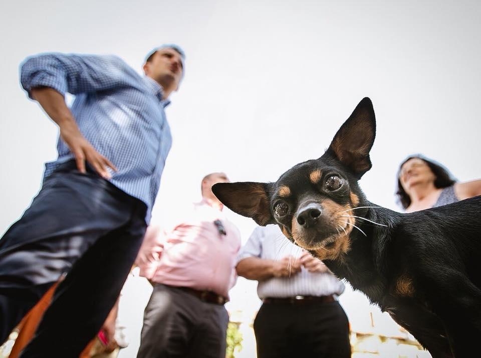 veliaj firmos peticionin