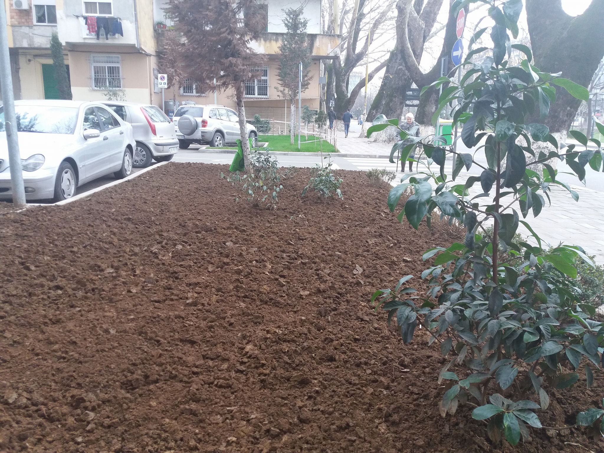 Qyteti i gjelbėr, Bashkia e Tiranės rikthen lulishtet mes pallateve