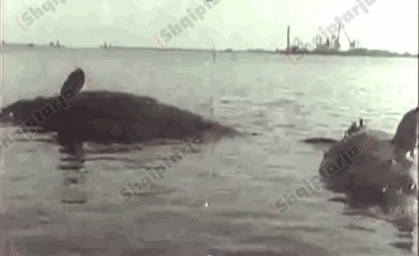 Po më pas si u veprua ?