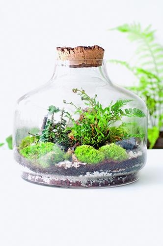 terrarium