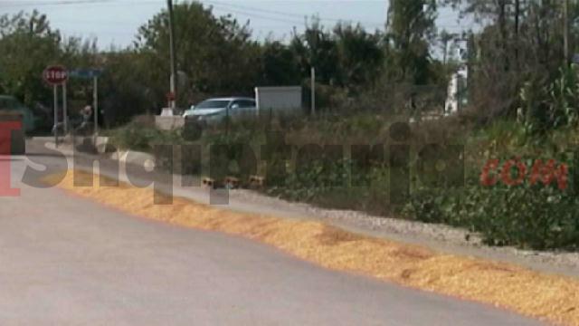 misri ne fushe kruje 