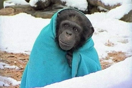 shimpazeja qe pi caj