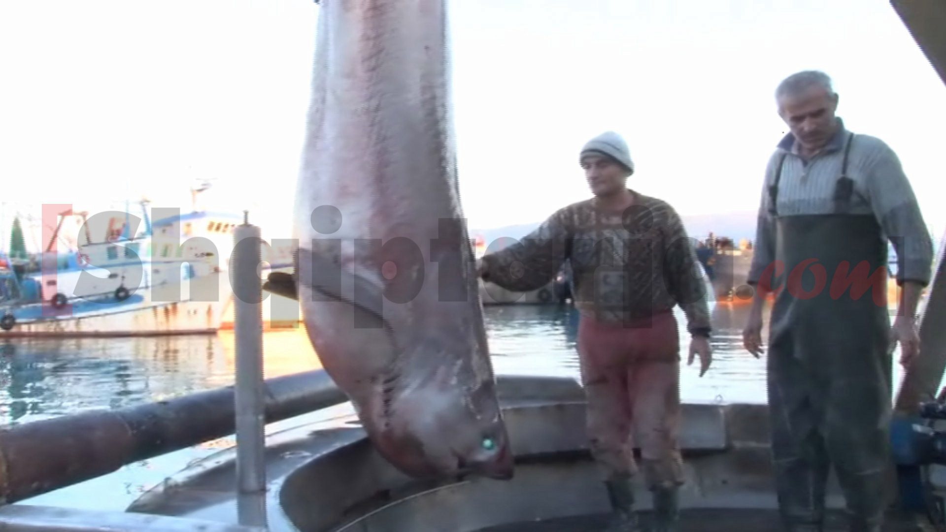 peshkaqeni tiger vlore