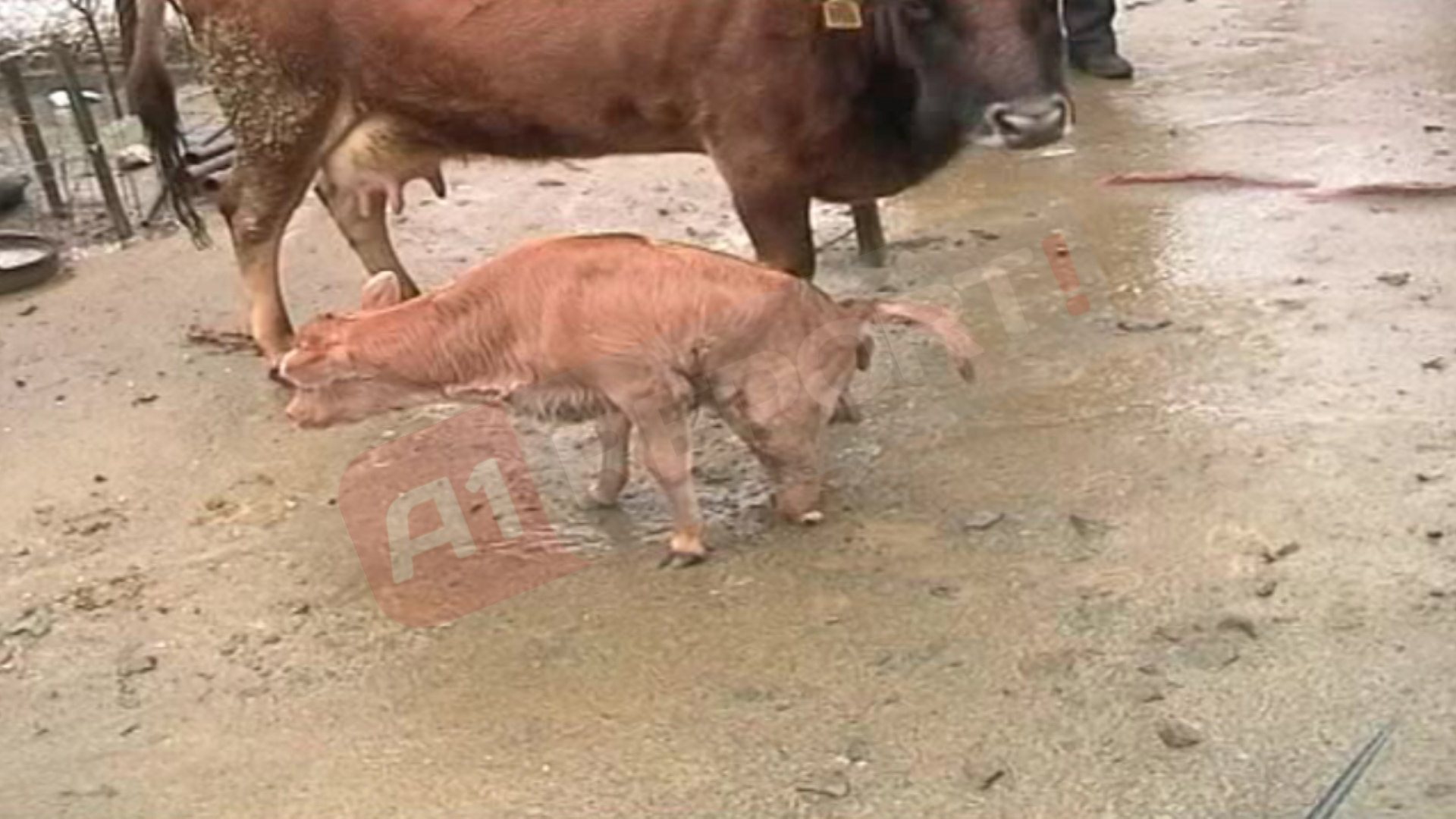 vic deformuar mirditea