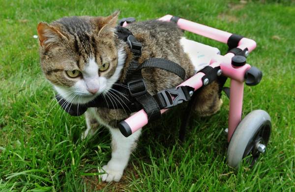 Macja në karrocë me rrota në Bullgari