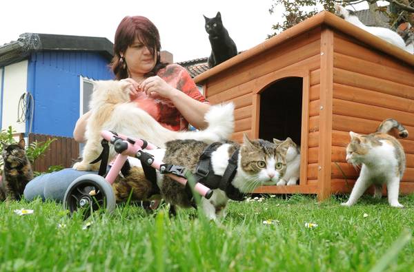 Macja në karrocë me rrota në Bullgari