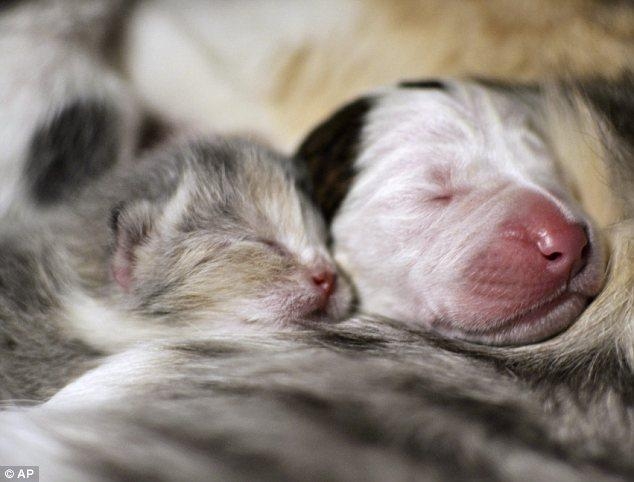 QEN, MACE, QUMESHT, KOTELE