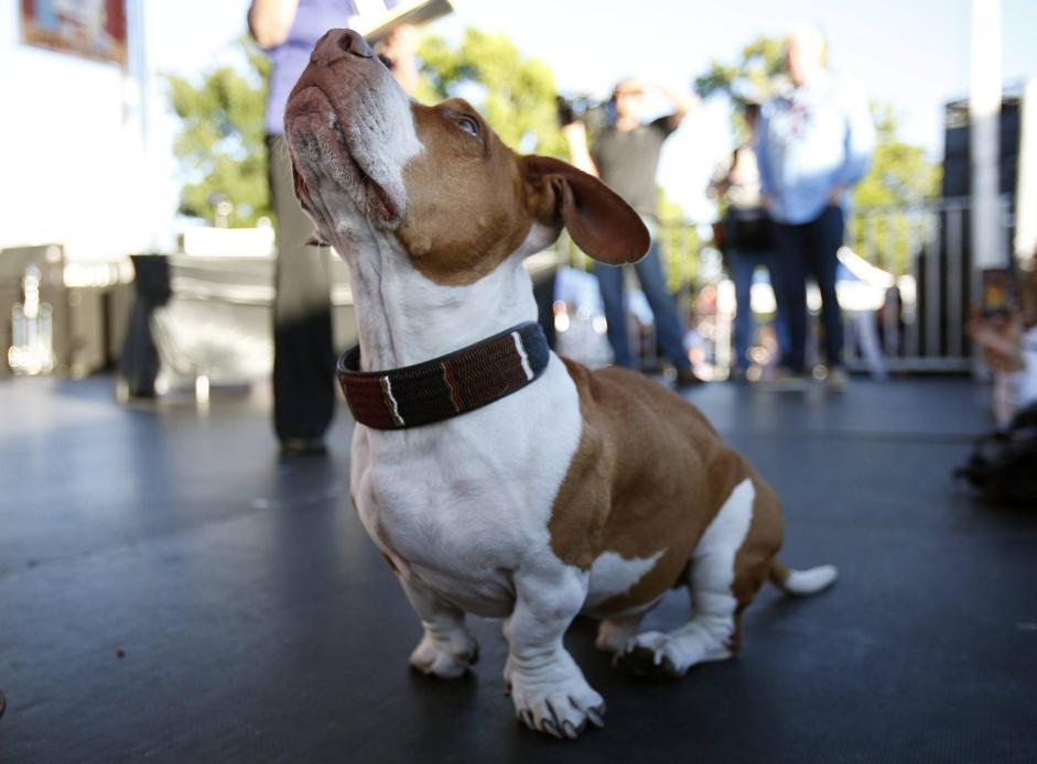 qen, i shemtuar, konkurs, shba