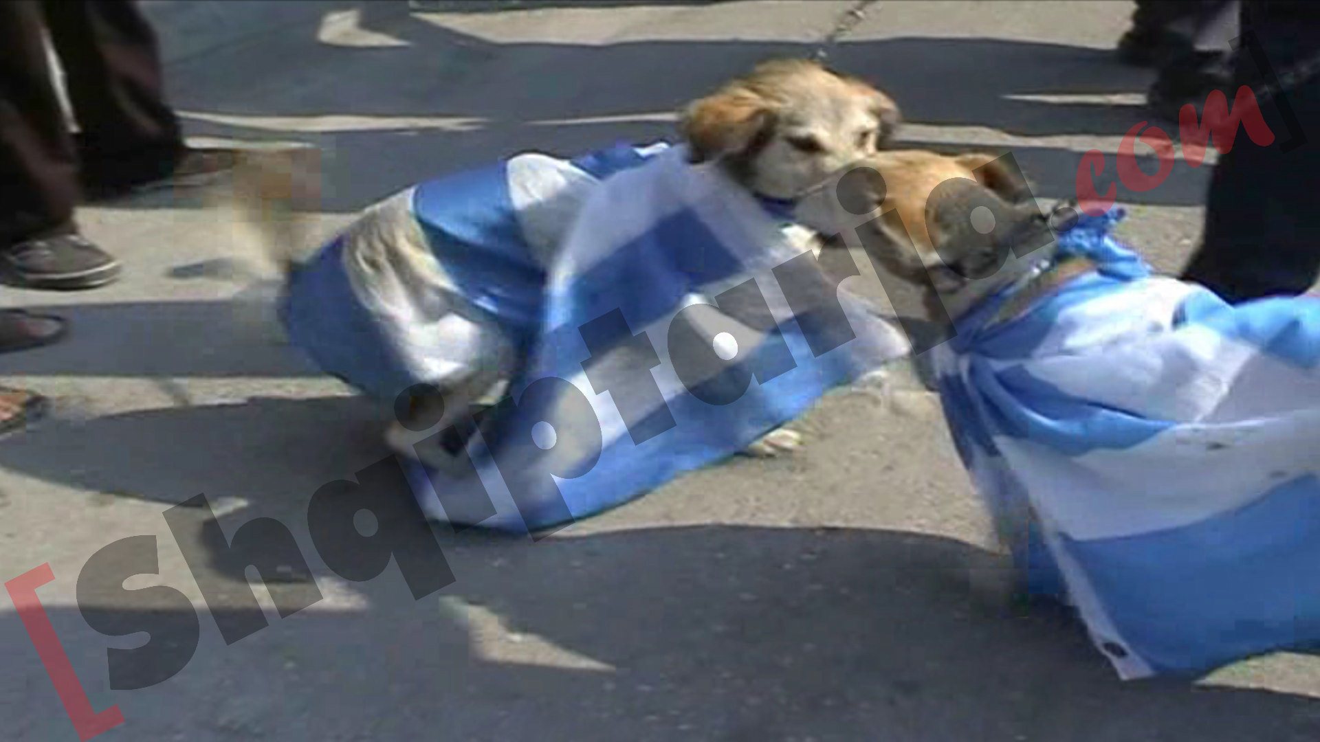 protesta ne fier kunder agimit te arte