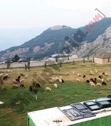 Lëndina e qengjave që presin të theren me logo