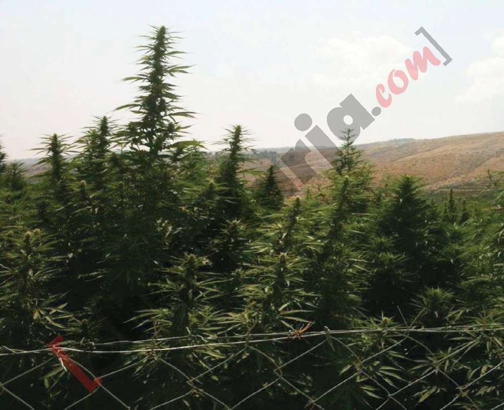 Hashashi në plantacionet e Lazaratit me logo