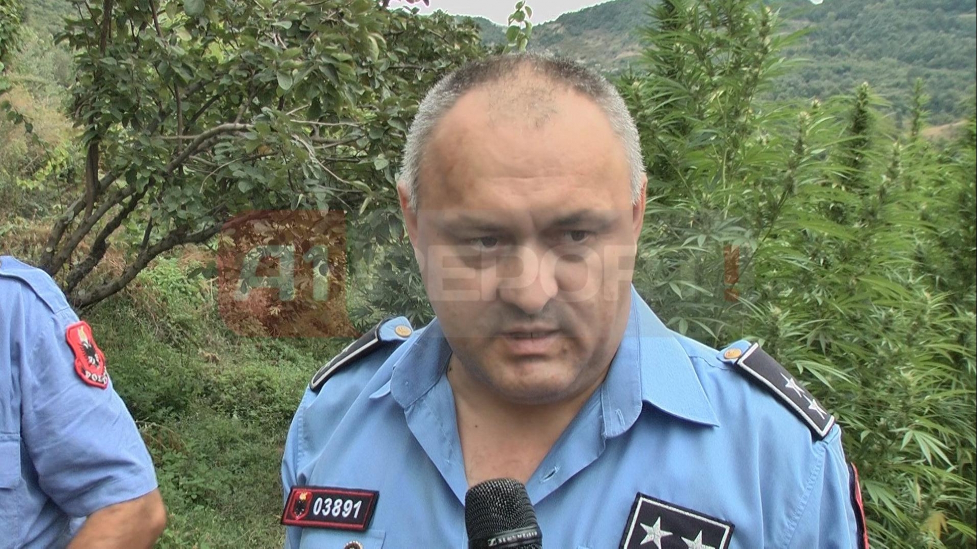 kanabis ne Vrap bedri hasanaj