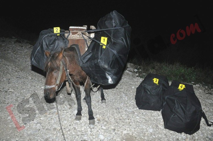 kanabis me mushk ne sarande