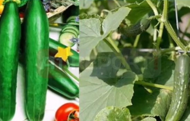 kastraveci shqiptare