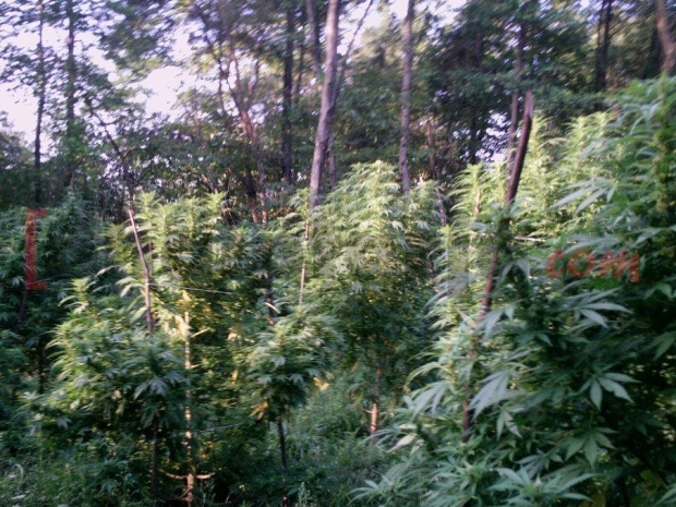 kanabisi ne zall bastar